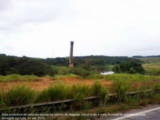Área produtora de cana-de-açúcar no interior de Alagoas. Local onde a mata florestal foi substituída pela
atividade agrícola, 01 set. 2015.
 