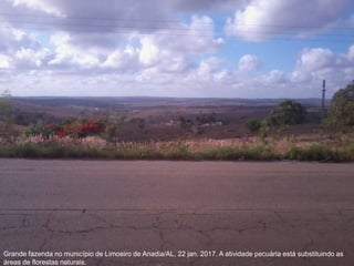 Grande fazenda no município de Limoeiro de Anadia/AL, 22 jan. 2017. A atividade pecuária está substituindo as
áreas de florestas naturais.
 