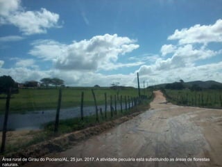 Área rural de Girau do Pociano/AL, 25 jun. 2017. A atividade pecuária está substituindo as áreas de florestas
naturais.
 