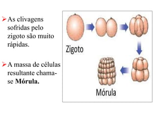 As clivagens
sofridas pelo
zigoto são muito
rápidas.
A massa de células
resultante chama-
se Mórula.
 