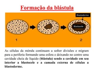Formação da blástula
Blastoderme
Blastocele
As células da mórula continuam a sofrer divisões e migram
para a periferia formando uma esfera e deixando no centro uma
cavidade cheia de líquido (blástula) sendo a cavidade em seu
interior a blastocele e a camada externa de células a
blastoderme.
 