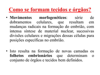 Como se formam tecidos e órgãos?
• Movimentos morfogenéticos: série de
dobramentos celulares, que resultam em
mudanças radicais na formação do embrião, com
intensa síntese de material nuclear, sucessivas
divisões celulares e migrações dessas células para
posições específicas no embrião.
• Isto resulta na formação de novas camadas os
folhetos embrionários que determinam o
conjunto de órgãos e tecidos bem definidos.
 