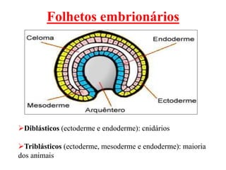 Folhetos embrionários
Diblásticos (ectoderme e endoderme): cnidários
Triblásticos (ectoderme, mesoderme e endoderme): maioria
dos animais
 