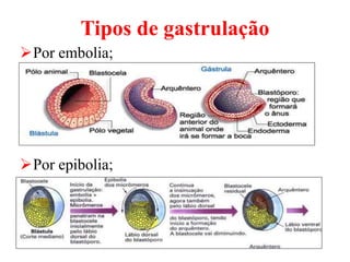 Tipos de gastrulação
Por embolia;
Por epibolia;
 
