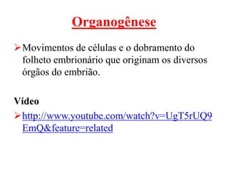 Organogênese
Movimentos de células e o dobramento do
folheto embrionário que originam os diversos
órgãos do embrião.
Vídeo
http://www.youtube.com/watch?v=UgT5rUQ9
EmQ&feature=related
 