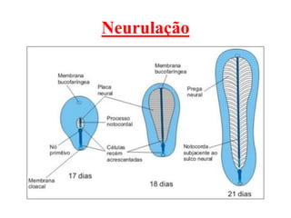 Neurulação
 