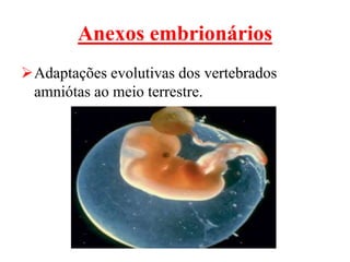 Anexos embrionários
Adaptações evolutivas dos vertebrados
amniótas ao meio terrestre.
 