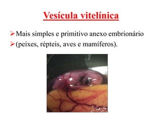 Vesícula vitelínica
Mais simples e primitivo anexo embrionário
(peixes, répteis, aves e mamíferos).
 