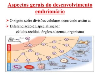 Aspectos gerais do desenvolvimento
embrionário
 O zigoto sofre divisões celulares ocorrendo assim a:
 Diferenciação e Especialização :
células-tecidos- órgãos-sistemas-organismo
 