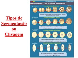 Tipos de
Segmentação
ou
Clivagem
 