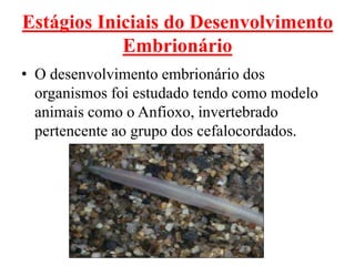 Estágios Iniciais do Desenvolvimento
Embrionário
• O desenvolvimento embrionário dos
organismos foi estudado tendo como modelo
animais como o Anfioxo, invertebrado
pertencente ao grupo dos cefalocordados.
 
