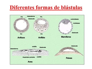 Diferentes formas de blástulas
 