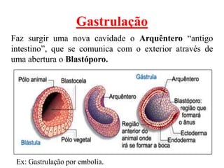 Gastrulação
Faz surgir uma nova cavidade o Arquêntero “antigo
intestino”, que se comunica com o exterior através de
uma abertura o Blastóporo.




 Ex: Gastrulação por embolia.
 