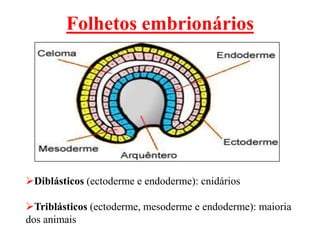 Folhetos embrionários




Diblásticos (ectoderme e endoderme): cnidários

Triblásticos (ectoderme, mesoderme e endoderme): maioria
dos animais
 