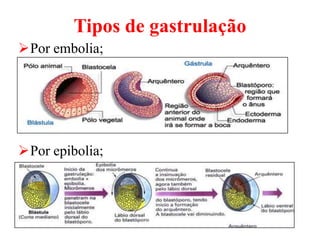 Tipos de gastrulação
Por embolia;




Por epibolia;
 