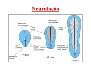Neurulação
 