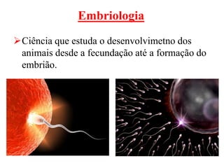 Embriologia
Ciência que estuda o desenvolvimetno dos
 animais desde a fecundação até a formação do
 embrião.
 