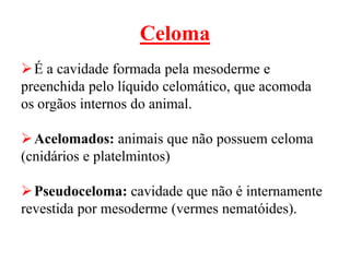 Celoma
 É a cavidade formada pela mesoderme e
preenchida pelo líquido celomático, que acomoda
os orgãos internos do animal.

 Acelomados: animais que não possuem celoma
(cnidários e platelmintos)

 Pseudoceloma: cavidade que não é internamente
revestida por mesoderme (vermes nematóides).
 