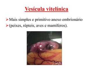 Vesícula vitelínica
Mais simples e primitivo anexo embrionário
(peixes, répteis, aves e mamíferos).
 