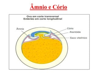 Âmnio e Cório
 