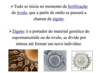 Tudo se inicia no momento da fertilização
 do óvulo, que a partir de então se passará a
             chamar de zigoto.

Zigoto: é o portador do material genético do
 espermatozóide ou do óvulo, se divide por
   mitose até formar um novo indivíduo.
 