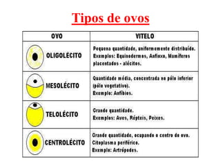 Tipos de ovos
 