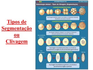Tipos de
Segmentação
     ou
  Clivagem
 