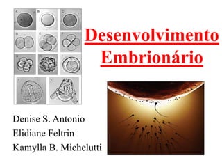Desenvolvimento
                 Embrionário


Denise S. Antonio
Elidiane Feltrin
Kamylla B. Michelutti
 
