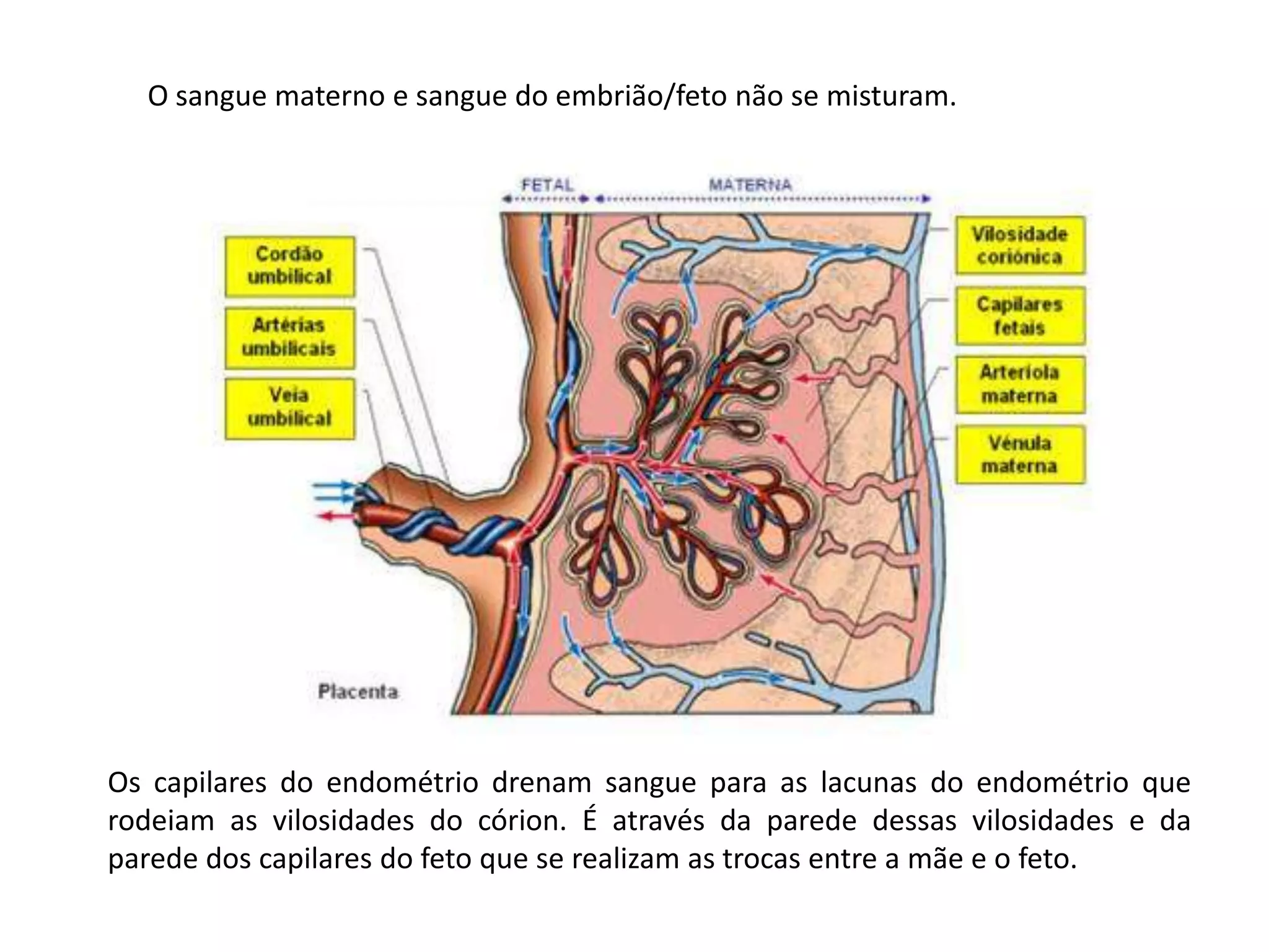 O sangue materno e sangue do embrião/feto não se misturam.

Os capilares do endométrio drenam sangue para as lacunas do endométrio que
rodeiam as vilosidades do córion. É através da parede dessas vilosidades e da
parede dos capilares do feto que se realizam as trocas entre a mãe e o feto.

 
