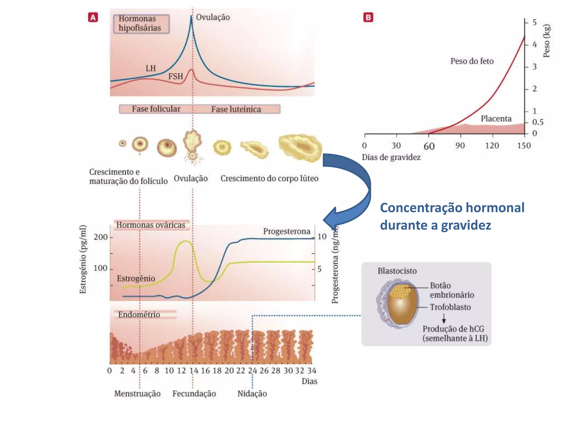 Concentração hormonal
durante a gravidez

 