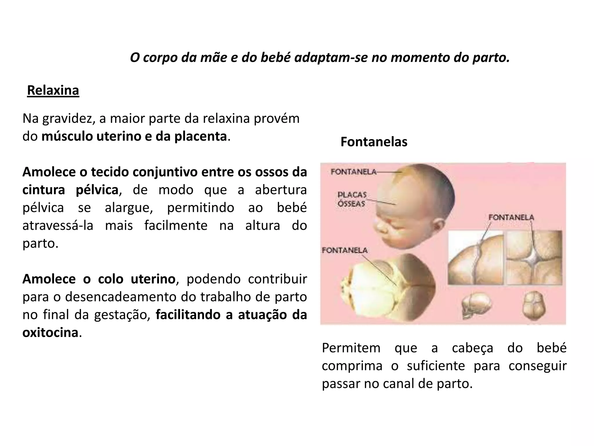 O corpo da mãe e do bebé adaptam-se no momento do parto.
Relaxina
Na gravidez, a maior parte da relaxina provém
do músculo uterino e da placenta.

Fontanelas

Amolece o tecido conjuntivo entre os ossos da
cintura pélvica, de modo que a abertura
pélvica se alargue, permitindo ao bebé
atravessá-la mais facilmente na altura do
parto.
Amolece o colo uterino, podendo contribuir
para o desencadeamento do trabalho de parto
no final da gestação, facilitando a atuação da
oxitocina.
Permitem que a cabeça do bebé
comprima o suficiente para conseguir
passar no canal de parto.

 