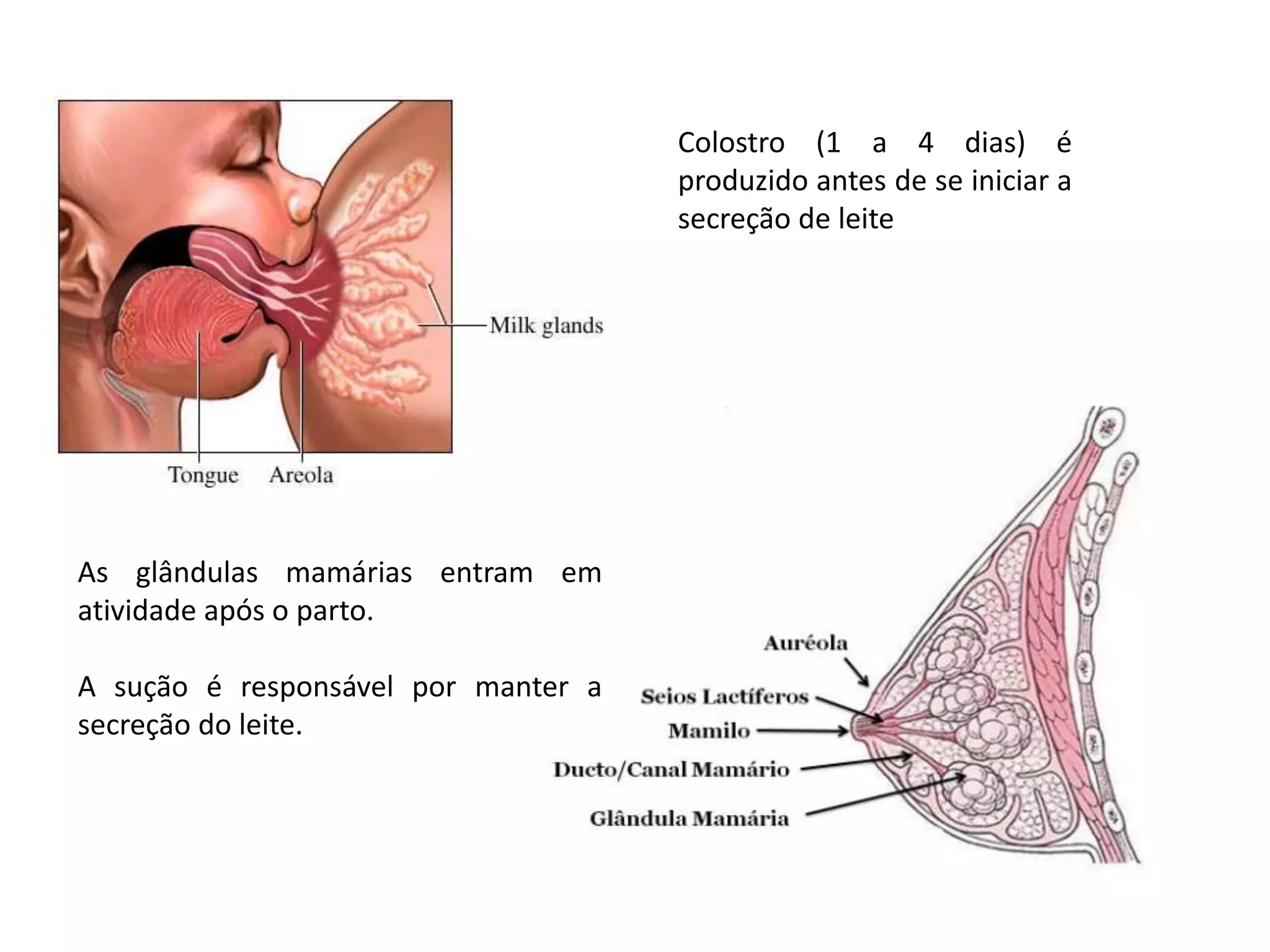 Colostro (1 a 4 dias) é
produzido antes de se iniciar a
secreção de leite

As glândulas mamárias entram em
atividade após o parto.
A sução é responsável por manter a
secreção do leite.

 