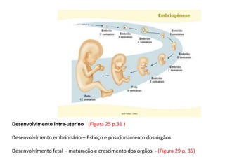 Desenvolvimento intra-uterino (Figura 25 p.31 )

Desenvolvimento embrionário – Esboço e posicionamento dos órgãos
Desenvolvimento fetal – maturação e crescimento dos órgãos - (Figura 29 p. 35)

 