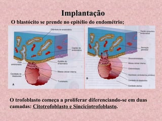 Implantação O blastócito se prende no epitélio do endométrio; O trofoblasto começa a proliferar diferenciando-se em duas camadas:  Citotrofoblasto e Sinciciotrofoblasto . 