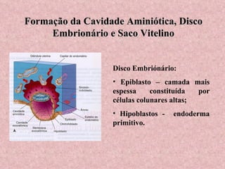 Formação da Cavidade Aminiótica, Disco Embrionário e Saco Vitelino Disco Embriónário: Epiblasto – camada mais espessa constituída por células colunares altas; Hipoblastos -  endoderma primitivo. 