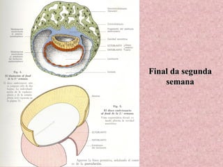 Final da segunda semana 