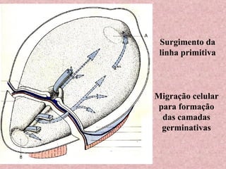 Migração celular para formação das camadas germinativas Surgimento da linha primitiva 