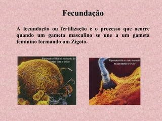 Fecundação A fecundação ou fertilização é o processo que ocorre quando um gameta masculino se une a um gameta feminino formando um Zigoto. 