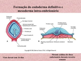 Formação do endoderma definitivo e mesoderma intra-embrionário Vista dorsal com 16 dias Metade cefálica do disco embrionário durante terceira semana 