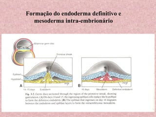Formação do endoderma definitivo e mesoderma intra-embrionário 