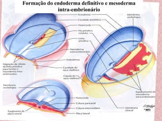 Formação do endoderma definitivo e mesoderma intra-embrionário 