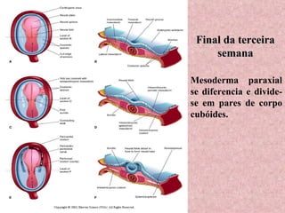 Final da terceira semana Mesoderma paraxial se diferencia e divide-se em pares de corpo cubóides. 