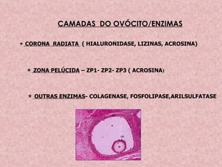 CAMADAS  DO OVÓCITO/ENZIMAS    CORONA  RADIATA  ( HIALURONIDASE, LIZINAS, ACROSINA)    ZONA PELÚCIDA  – ZP1- ZP2- ZP3 ( ACROSINA )    OUTRAS ENZIMAS - COLAGENASE, FOSFOLIPASE,ARILSULFATASE 