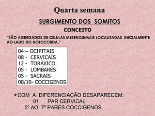SURGIMENTO DOS  SOMITOS CONCEITO “ SÃO AGREGADOS DE CELULAS MESENQUIMAIS LOCALIZADAS  INICIALMENTE AO LADO DO NOTOCORDA.” 04 – OCIPITAIS 08 -  CERVICAIS 12 -  TORÁXICO 05 -  LOMBARES 05 -  SACRAIS 08/10- COCCIGENOS  COM  A  DIFERENCIAÇÃO DESAPARECEM: 01  PAR CERVICAL 5º AO  7º PARES COCCIGENOS Quarta semana 