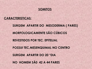 SOMITOS CARACTERISTICAS: SURGEM  APARTIR DO  MESODERMA ( PARES) MORFOLOGICAMENTE SÃO CÚBICOS REVESTIDOS POR TEC. EPITELIAL POSSUI TEC.MESENQUIMAL NO CENTRO SURGEM  APARTIR DO 20 °DIA  NO  HOMEM SÃ0  42 A 44 PARES 