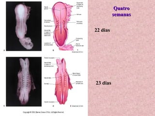 Quatro semanas 22 dias 23 dias 