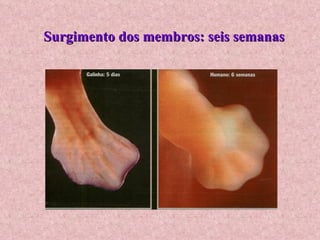 Surgimento dos membros: seis semanas 