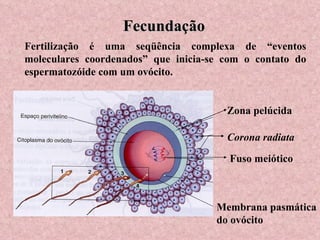 Fecundação Fertilização é uma seqüência complexa de “eventos moleculares coordenados” que inicia-se com o contato do espermatozóide com um ovócito. Membrana pasmática do ovócito Zona pelúcida Corona radiata Fuso meiótico 