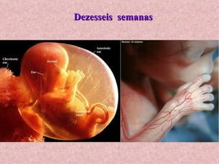 Dezesseis  semanas 