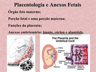 Placentologia e Anexos Fetais Órgão feto materno; Porção fetal e uma porção materna; Funções da placenta; Anexos embrionário:  âmnio, córion e alantóide . 